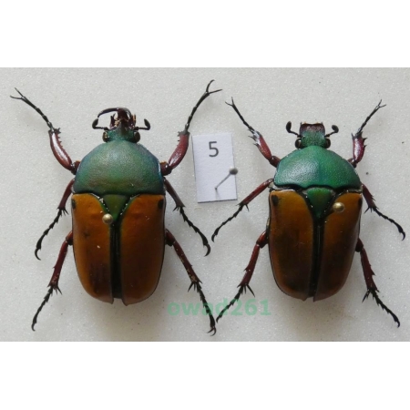 Eudicella smithii (MacLeay, 1838) pair ex. ovo Zair5
